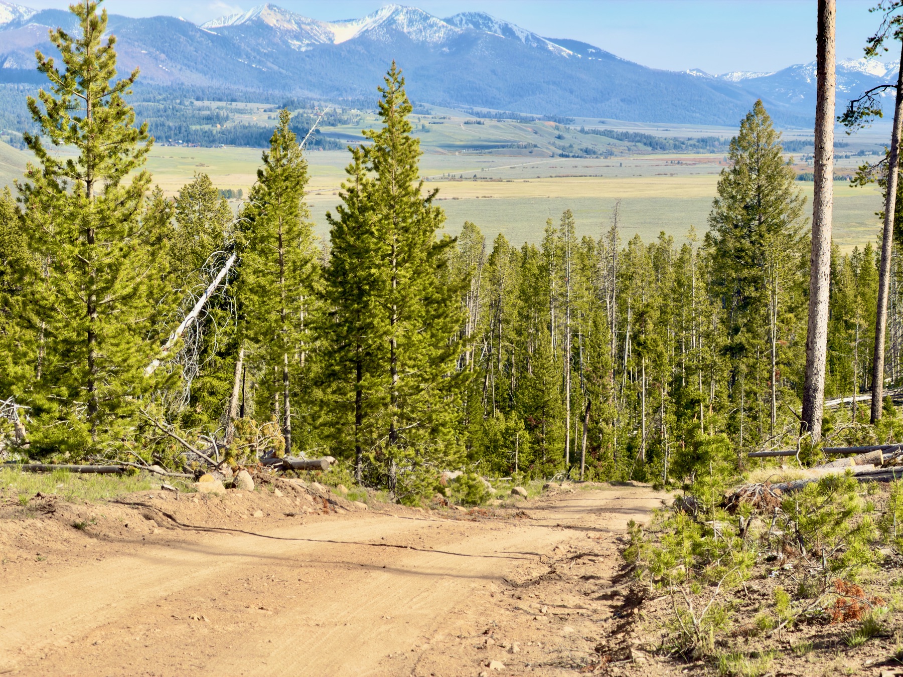 A dirt road descending through lodgepole forest toward the open Sawtooth Valley, with mountains in the distance